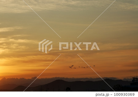 朝日に照らされる雲とサギの群れ・春・230301am 100930369