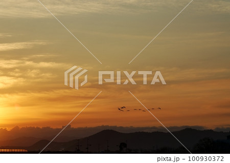 朝日に照らされる雲とサギの群れ・春・230301am 100930372