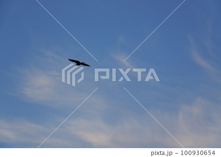 朝日に照らされる雲と鳥・春・空のみ・230301am 100930654