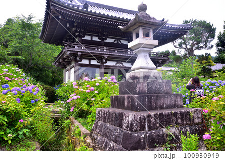 京都 華観音寺に咲くアジサイ 100930949