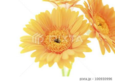 カラフルな明るい太陽のような黄色のガーベラの花 カラフルな明るい太陽のような黄色のガーベラの花 100930996