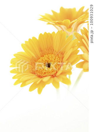カラフルな明るい太陽のような黄色のガーベラの花 カラフルな明るい太陽のような黄色のガーベラの花 100931029