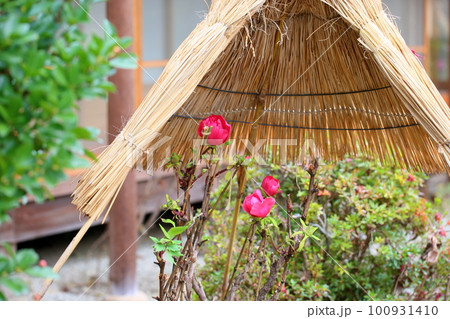 冬咲き　寒牡丹の花 100931410