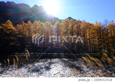 朝日に輝くカラマツ林と梓川、秋のイメージ、上高地11月2日 100931418
