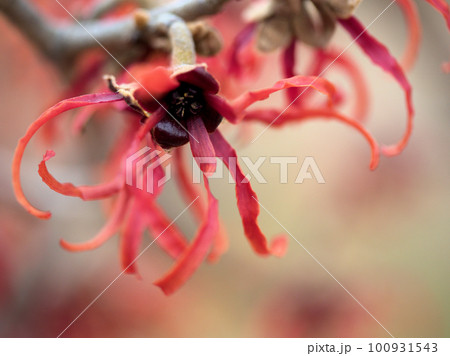 2月に咲いたハマメリス・インターメディア「ダイアン」 2月に咲いたハマメリス・インターメディア「ダイアン」 100931543