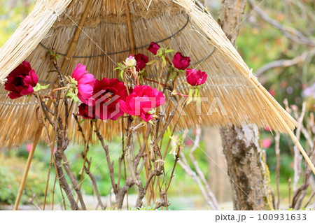 冬咲き　寒牡丹の花 100931633
