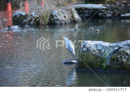 宇佐神宮 100931757