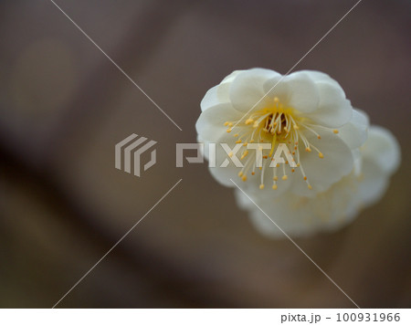 2月に咲いた白い梅の花「緑蕚（リョクガク）」 100931966