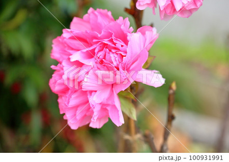 冬咲き 寒牡丹の花 冬咲き 寒牡丹の花 100931991