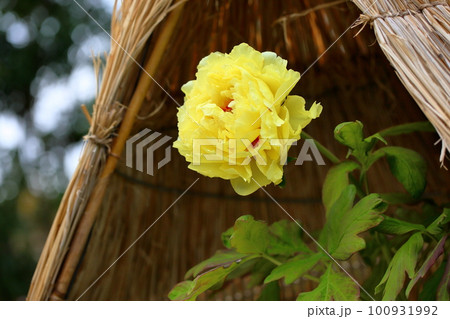 冬咲き　黄色の寒牡丹の花 100931992