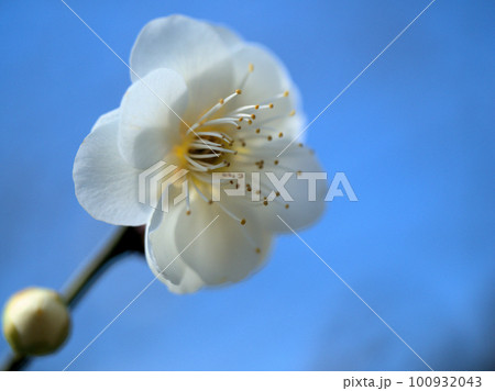 2月に咲いた白い梅の花「緑蕚（リョクガク）」 100932043
