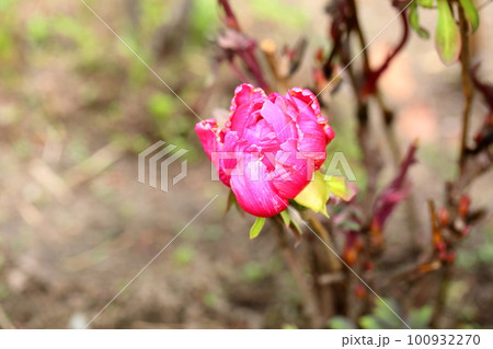 冬咲き 寒牡丹の花 冬咲き 寒牡丹の花 100932270