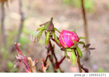冬咲き 寒牡丹の蕾 冬咲き 寒牡丹の蕾 100932271