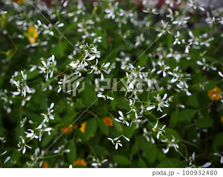 ユーフォルビアの花 100932480