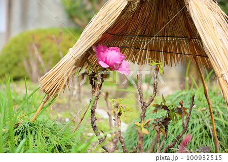 冬咲き　寒牡丹の花 100932515