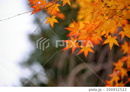 色づくカエデの葉 色づくカエデの葉 100932522