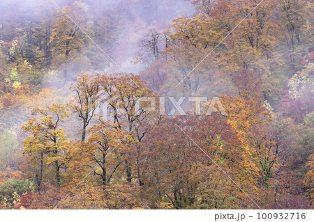 221018わさび平g018 221018わさび平g018 100932716