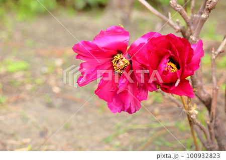 冬咲き　寒牡丹の花 100932823