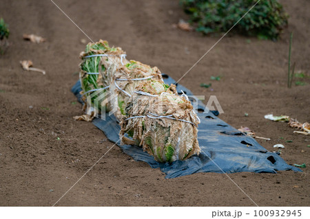 畑の白菜 100932945