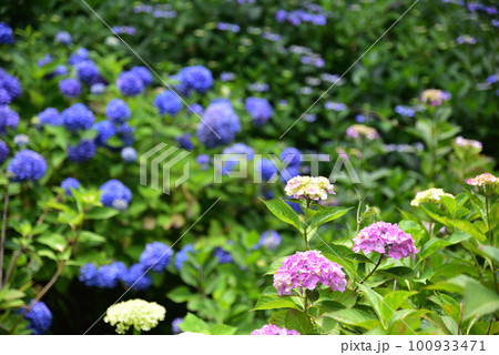 京都 華観音寺に咲くアジサイ 京都 華観音寺に咲くアジサイ 100933471