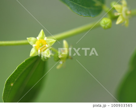 ナツメの花のアップ ナツメの花のアップ 100933565