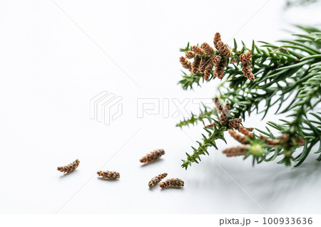 白背景に杉の枝とスギ花粉の写真素材 100933636