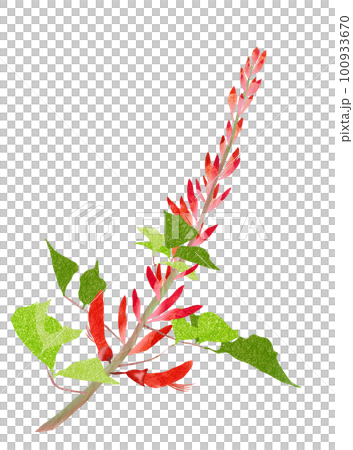 Illustration of a red flower deigo that goes well with tropical countries 100933670