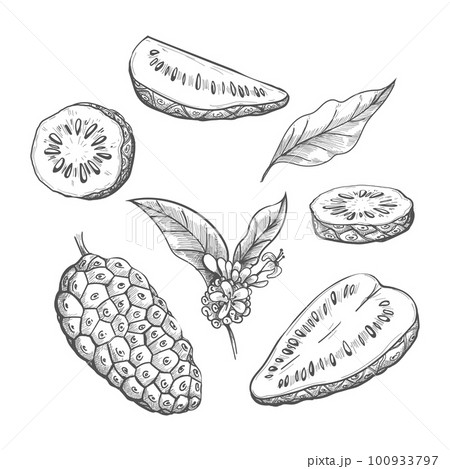 Noni fruit sketch 100933797