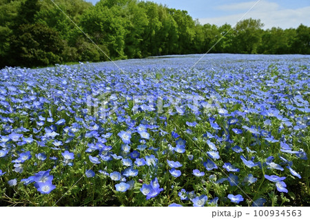 ネモフィラの花畑 100934563