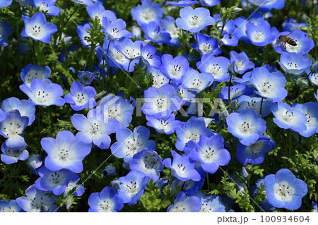 ネモフィラの花畑 100934604