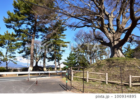 三島市　錦田一里塚と初音ヶ原松並木と冠雪富士山 100934895