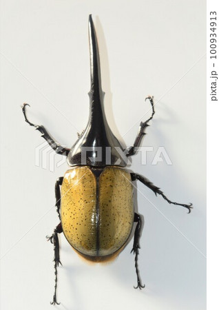 ヘラクレスオオカブト　白背景 100934913