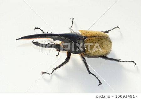 ヘラクレスオオカブト　白背景 100934917