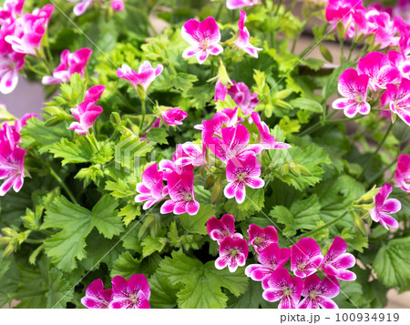 ペラルゴニウム 100934919