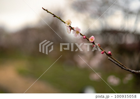 早春に咲く梅の花 早春に咲く梅の花 100935058