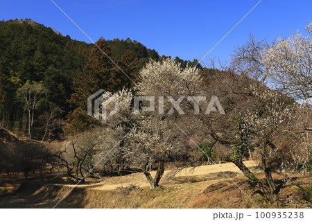 春の里山の情景 100935238