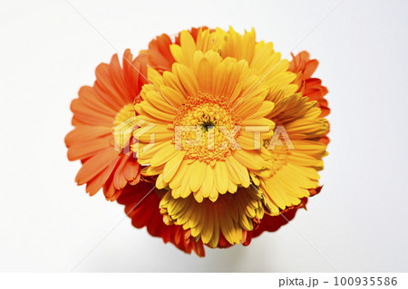 ガラス瓶に挿したカラフルな明るい黄色やオレンジのガーベラ 100935586