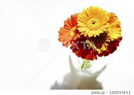 ガラス瓶に挿したカラフルな明るい黄色やオレンジのガーベラ 100935631
