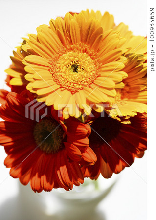 ガラス瓶に挿したカラフルな明るい黄色やオレンジのガーベラ 100935659