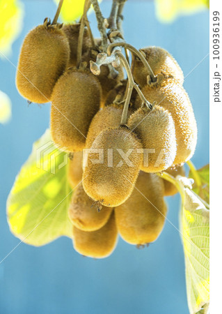 木付きのキウイフルーツ 100936199