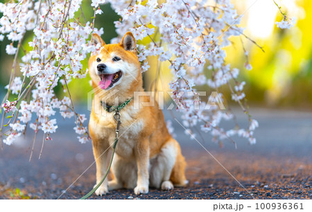 桜の花とかわいい柴犬 桜の花とかわいい柴犬 100936361