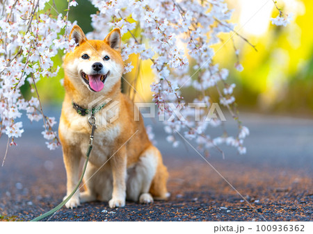 桜の花とかわいい柴犬 100936362