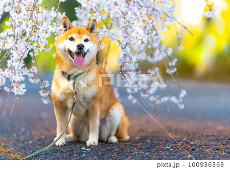 桜の花とかわいい柴犬 桜の花とかわいい柴犬 100936363