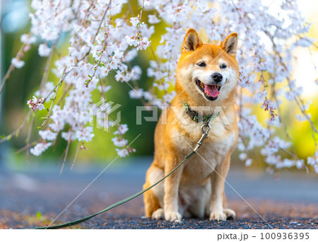桜の花とかわいい柴犬 桜の花とかわいい柴犬 100936395