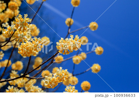 多賀のミツマタ 多賀のミツマタ 100936633