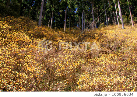 多賀のミツマタ 100936634