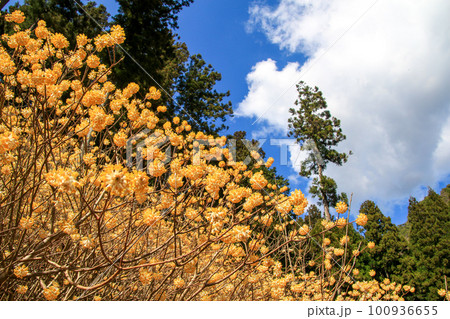 多賀のミツマタ 100936655