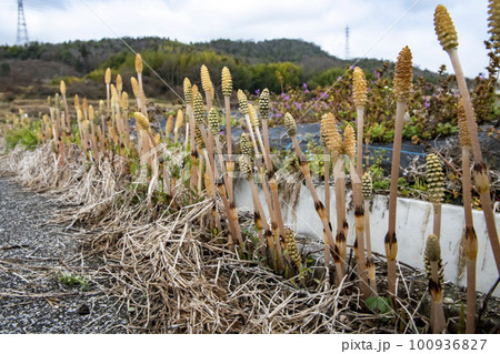 並んで生えているツクシ 100936827