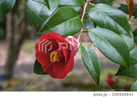 ヤブツバキの赤い花 ヤブツバキの赤い花 100936842