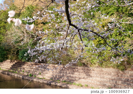 桜のある風景 100936927